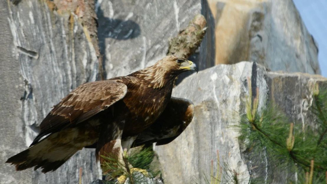 El águila real, especie en peligro de extinción, vive en la DMZ y en las zonas fronterizas civiles circundantes.Instituto Nacional de Ecología/google.com