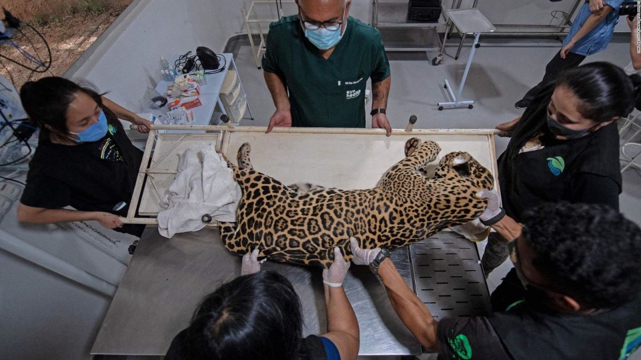 CNNE 1351751 - el reto de prevenir la extincion del jaguar