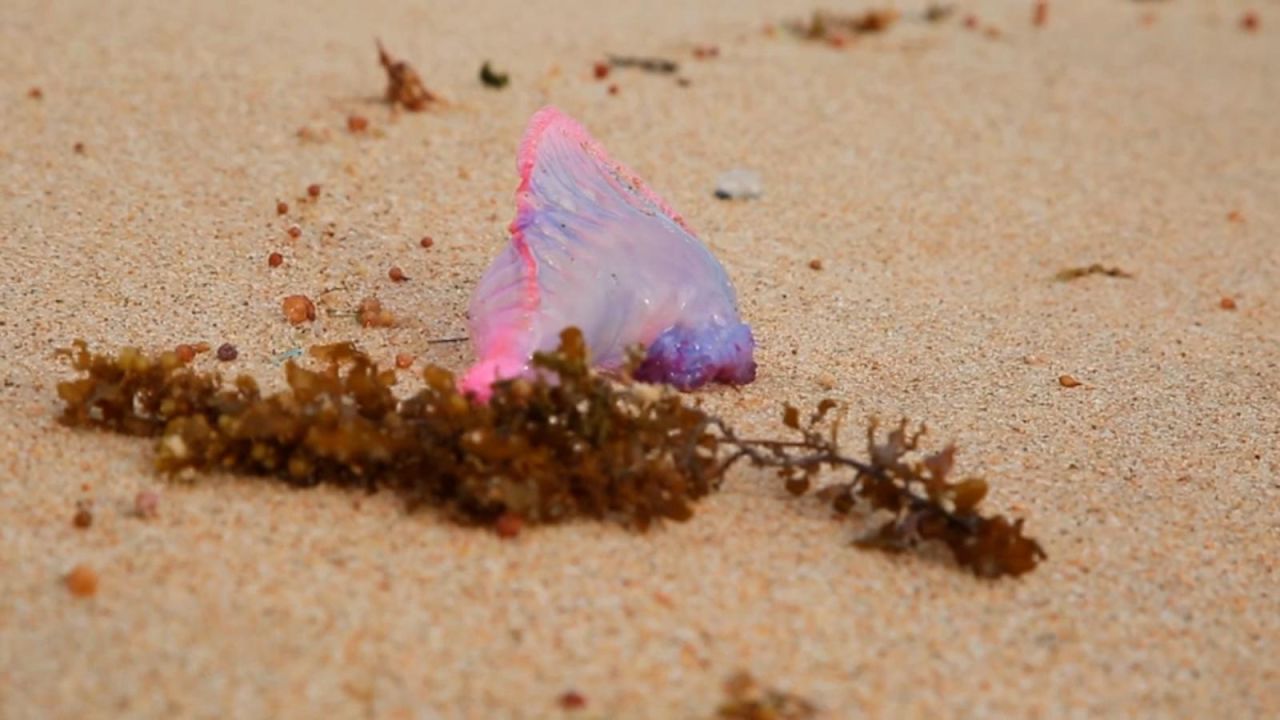 CNNE 1352597 - ¿que es la letal "carabela portuguesa" que llevo a cerrar playas en chile?