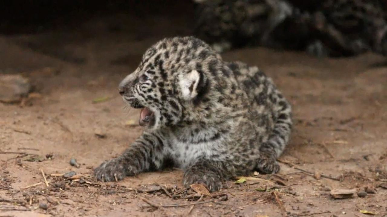 CNNE 1353313 - las redes sociales bautizan a dos jaguares bebe