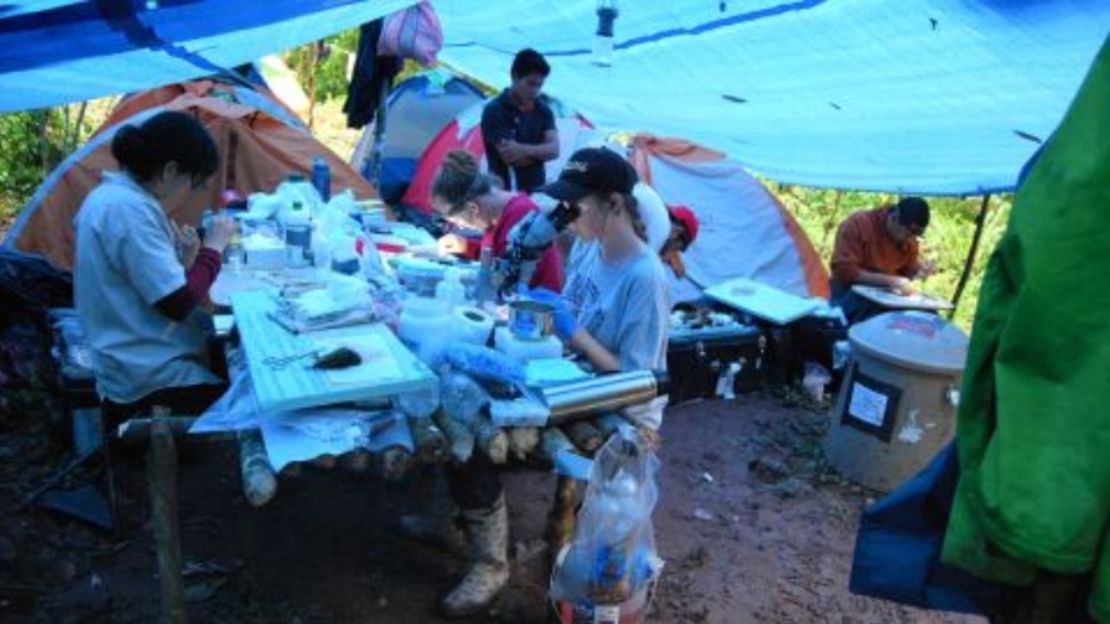 Los investigadores instalaron un laboratorio de campo en el Parque Nacional Cordillera Azul de Perú, donde se encontró al ave híbrida.