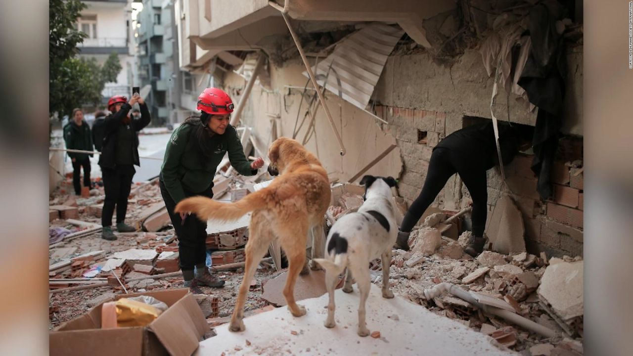 CNNE 1355051 - ¿que pasara con las mascotas rescatadas en turquia tras el terremoto?