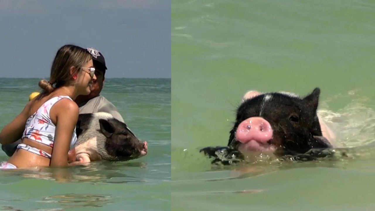 CNNE 1355138 - conoce la playa "pig beach" en mexico que esta conquistando a turistas