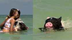 CNNE 1355138 - conoce la playa "pig beach" en mexico que esta conquistando a turistas