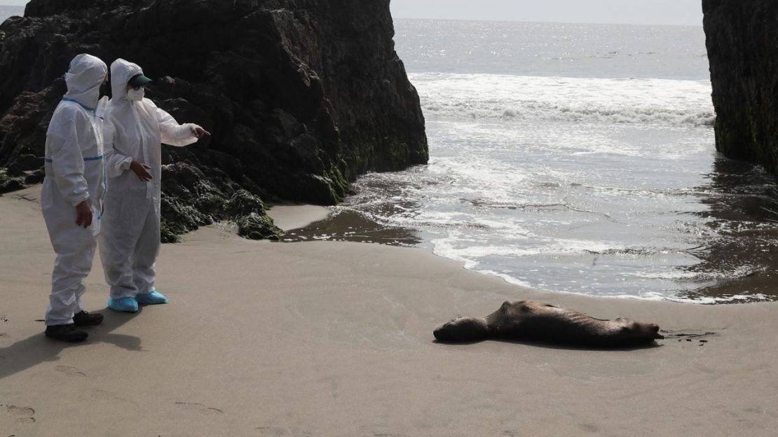 CNNE 1356534 - sea_lions_peru