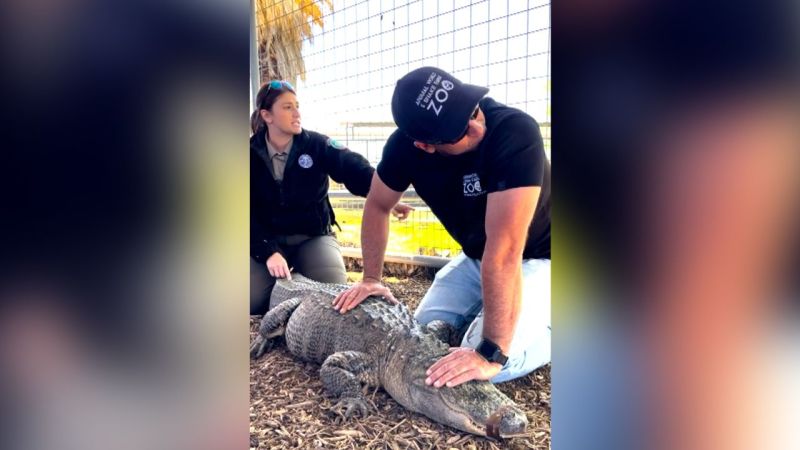Caimán supuestamente sacado de un zoológico de Texas cuando era una cría es devuelto casi 20 años después | CNN