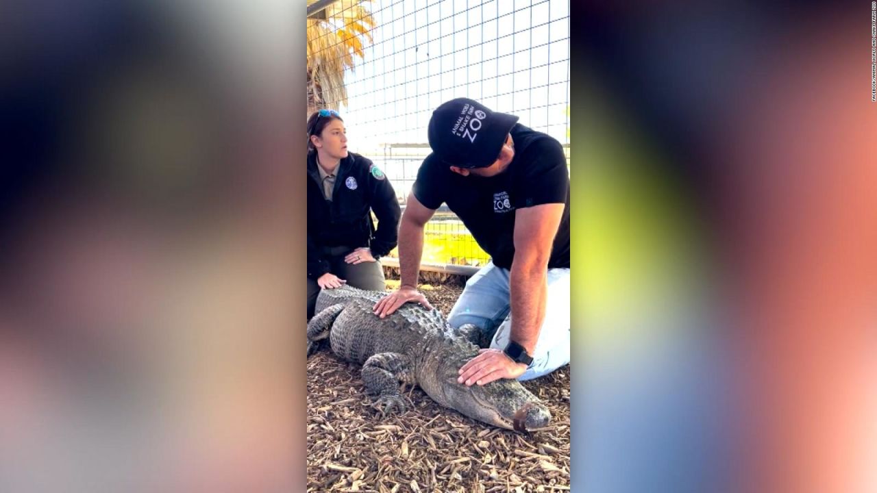 CNNE 1356627 - un enorme caiman vivio casi 20 anos en una casa