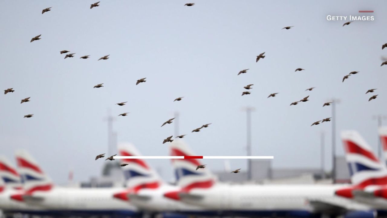 CNNE 1357146 - ¿cuan peligrosos son los choques de aves contra aviones?