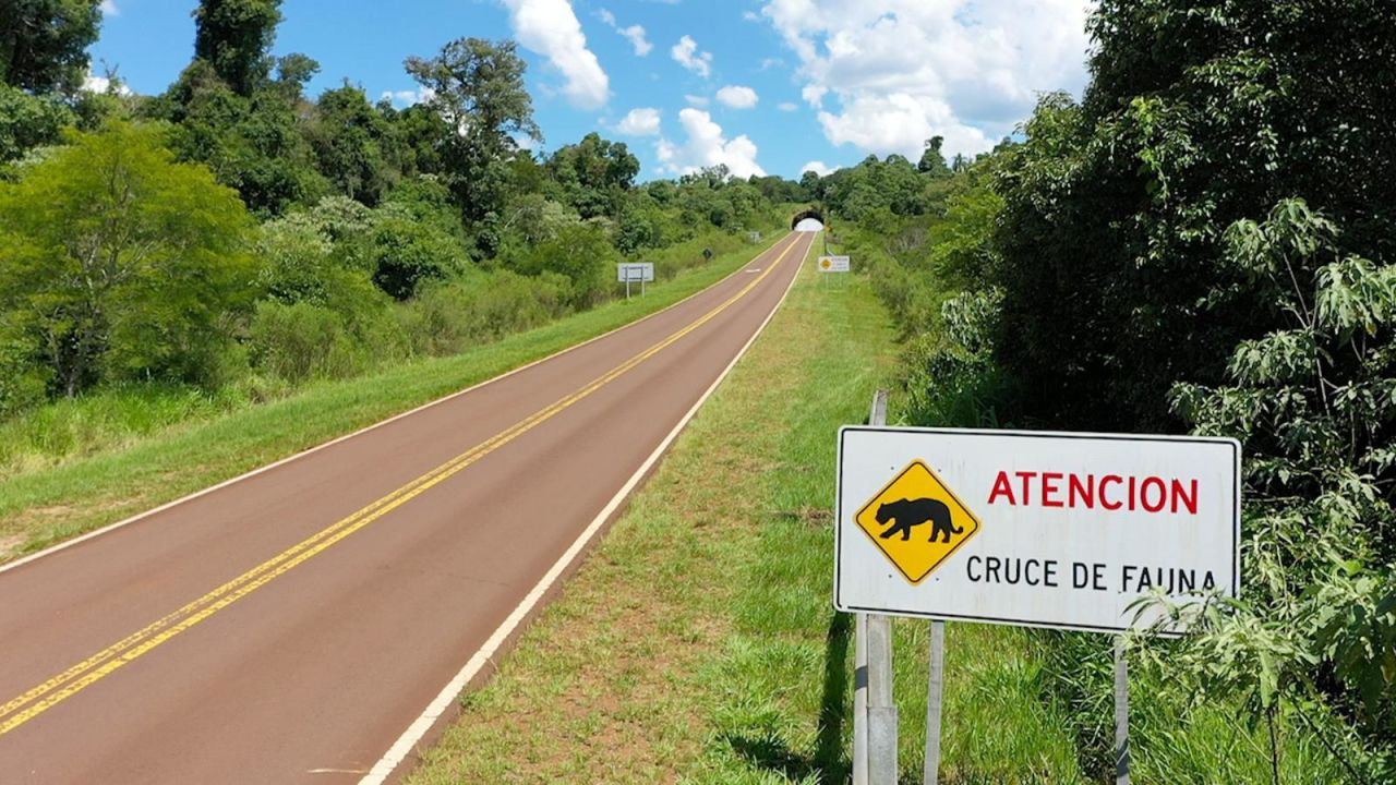 CNNE 1357260 - carreteras invasoras ponen en grave riesgo a animales