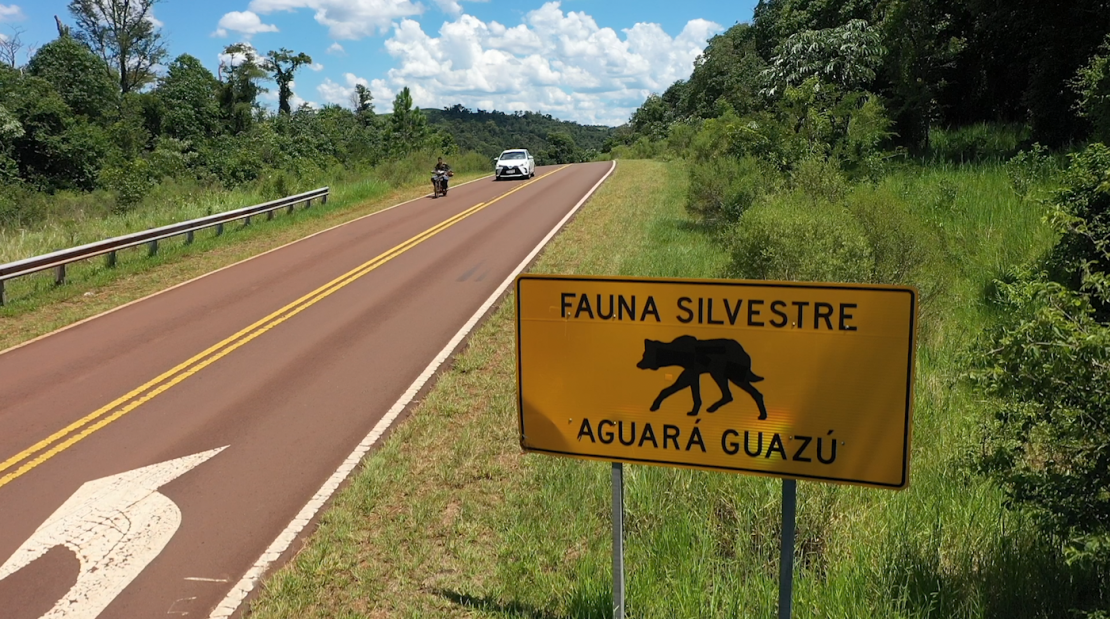 El control de la velocidad puede ser otra de las claves para luchar contra este problema. Para los lugareños, en el fondo lo más importante es mejorar la educación para la convivencia entre los humanos y la fauna silvestre.