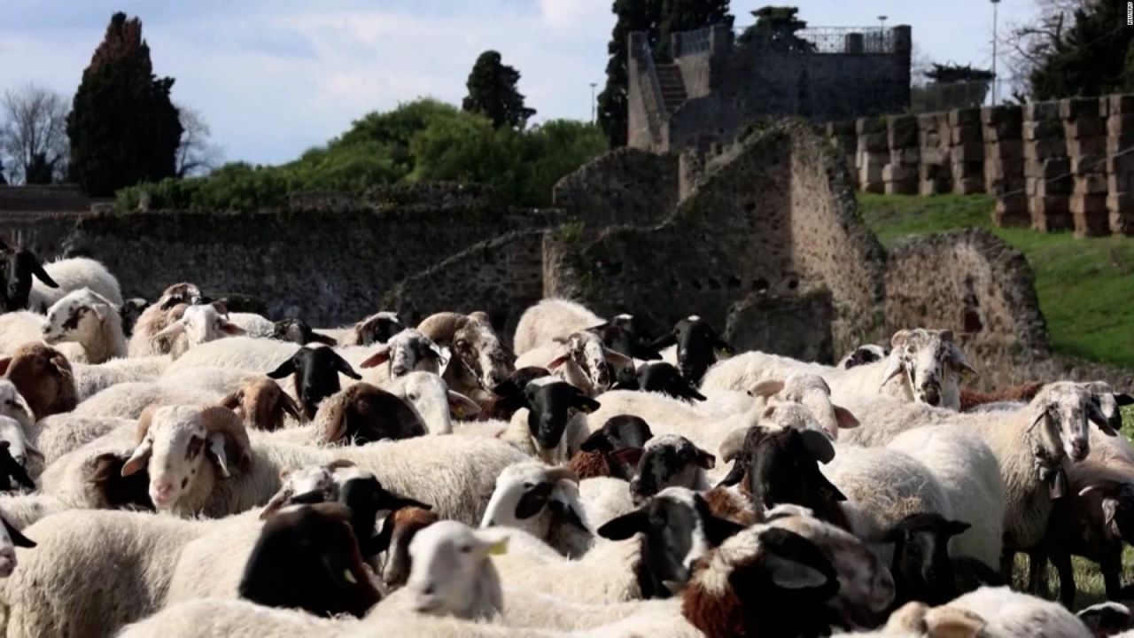 CNNE 1358991 - un rebano de ovejas ayuda a la agricultura en italia