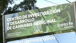 CNNE 1358993 - argentina busca legalizar la comercializacion de la marihuana