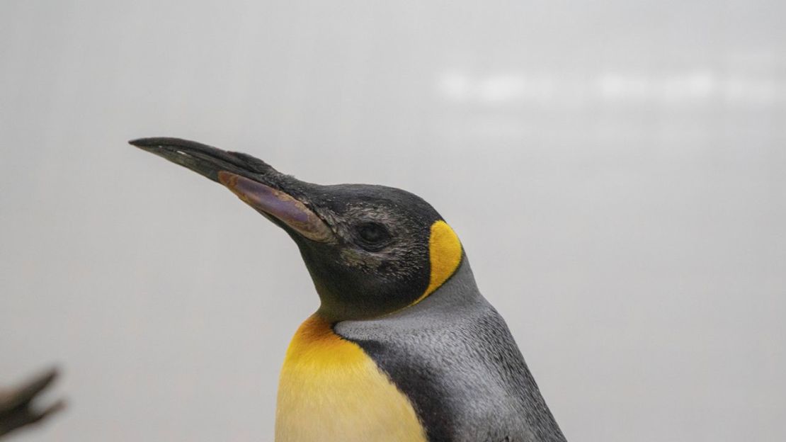 Theo, un pingüino rey, se recupera en su madriguera tras una exitosa cirugía de cataratas. Crédito: Mandai Wildlife Group