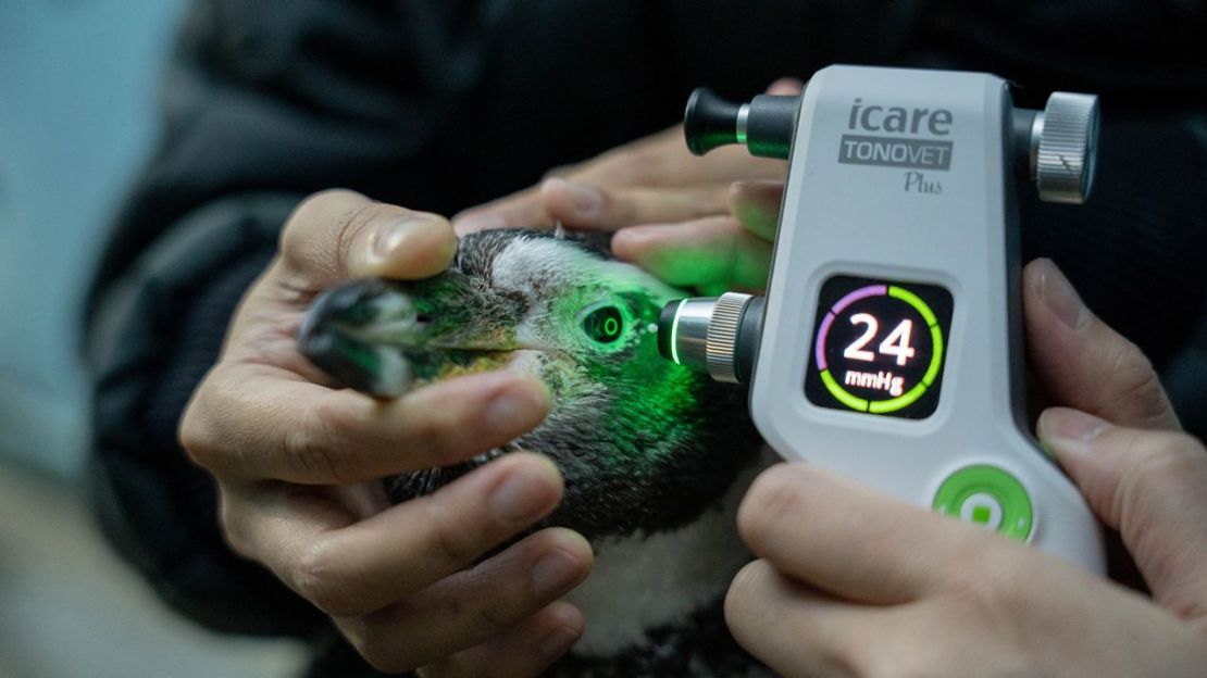 Un dispositivo médico comprueba la presión ocular de un pingüino de Humboldt en el Jurong Bird Park de Singapur. Crédito: Mandai Wildlife Group