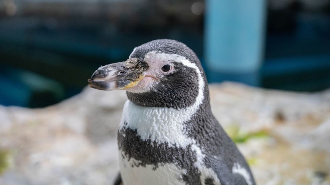 Holly, pingüino de Humboldt, después de la operación. Crédito: Mandai Wildlife Group