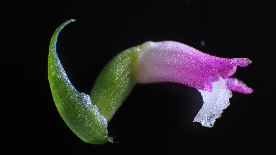 Una nueva especie de orquídea, descubierta en Japón, ha sido bautizada con el nombre de Spiranthes hachijoensis.