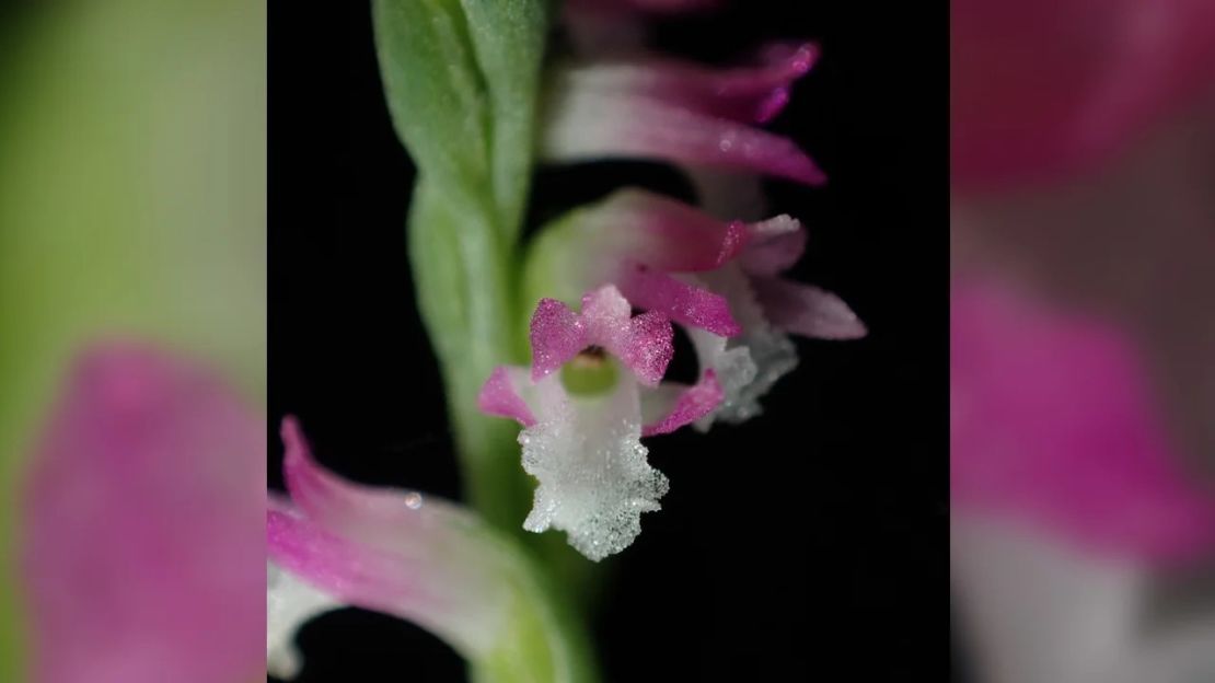 Los colores de las flores de esta recién llegada varían "del rosa púrpura al blanco", según los investigadores.