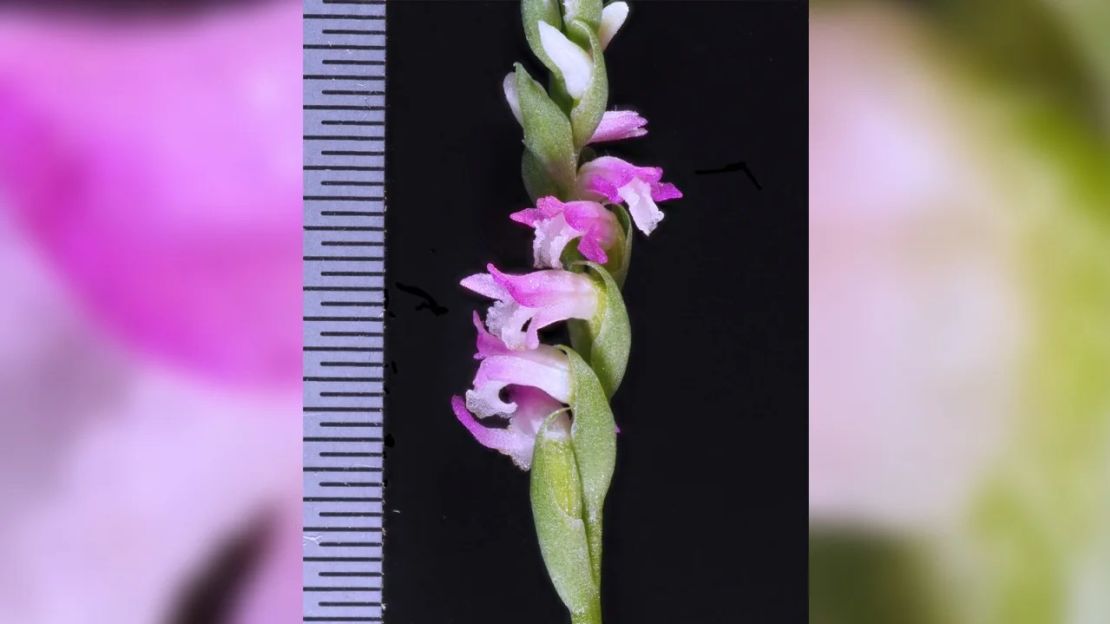 Tiene flores más pequeñas, con bases más anchas y pétalos centrales más rectos que otras especies de Spiranthes.