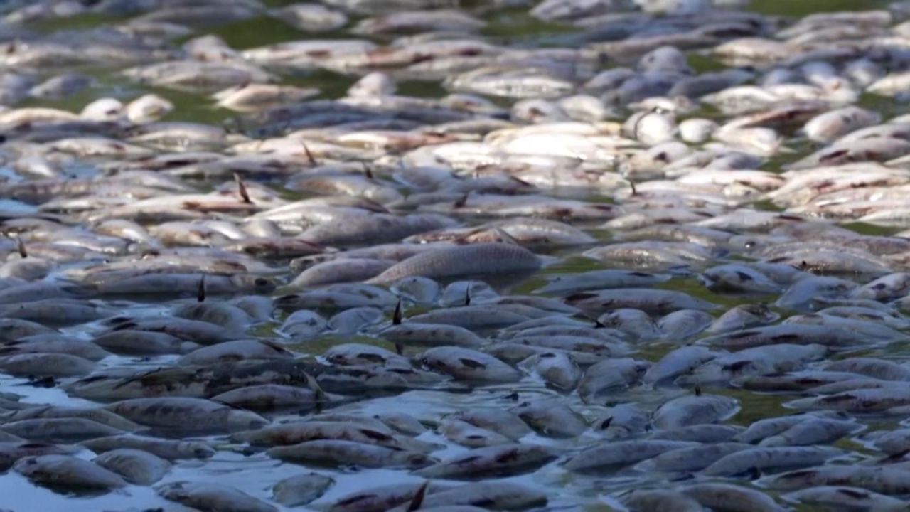 CNNE 1363168 - ¿por que aparecen peces muertos en un rio de australia?
