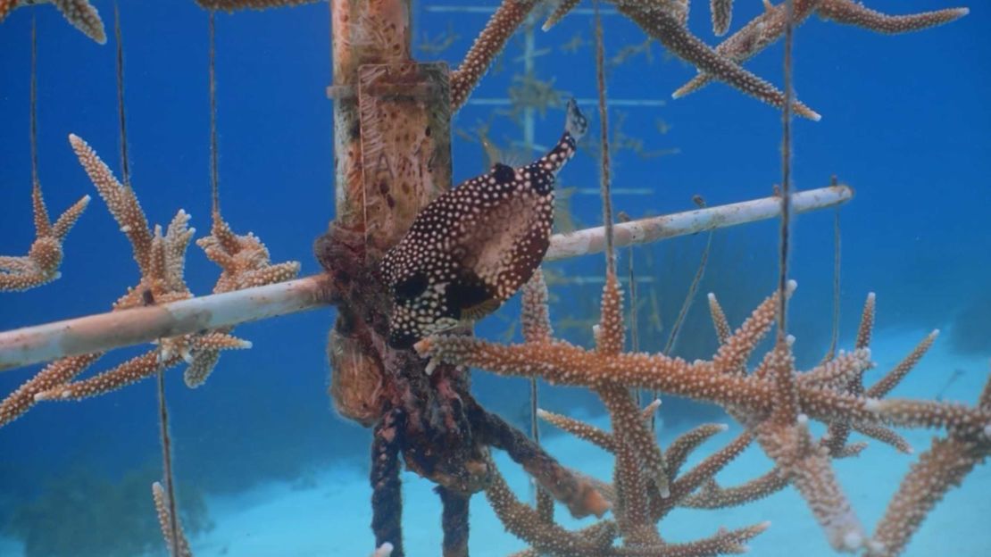 El vivero submarino en Bonaire permite producir cerca de 10.000 corales por año.