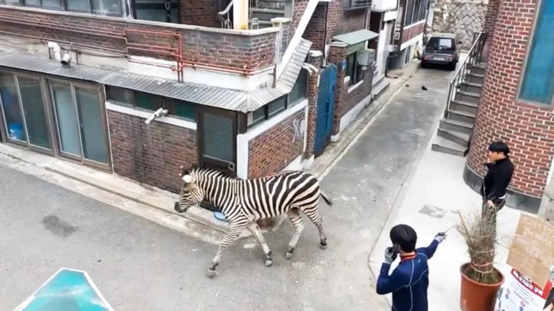 Una cebra corre por un callejón en las calles de Seúl, Corea del Sur, el 23 de marzo de 2023.