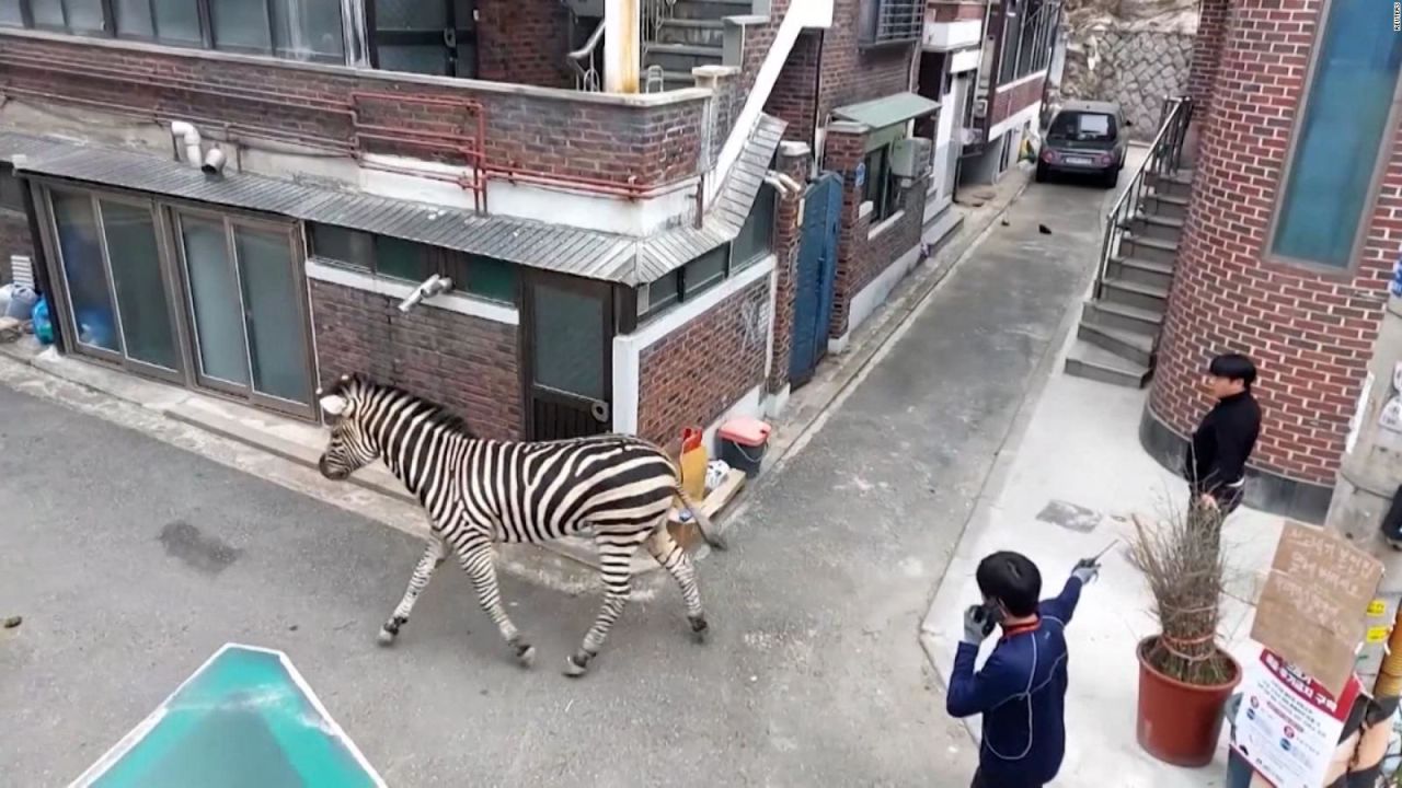 CNNE 1365406 - una cebra se pasea por las calles de seul