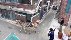 CNNE 1365406 - una cebra se pasea por las calles de seul