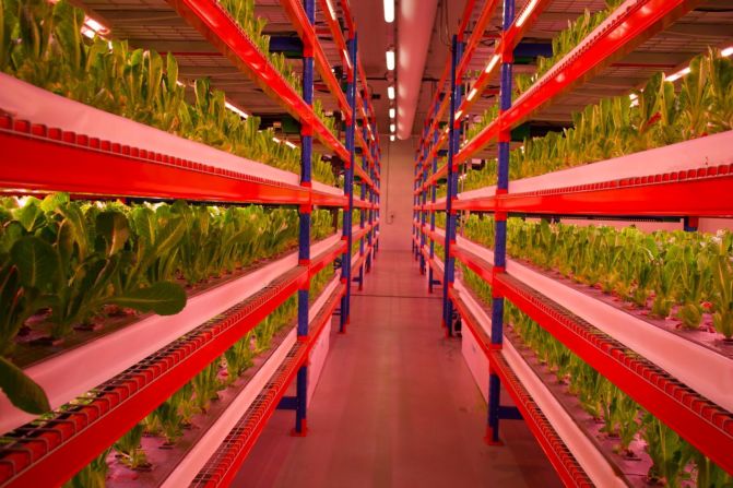 Esta instalación de Crop One en Dubai es la mayor operación de agricultura vertical del mundo, y muestra cómo la técnica puede permitir un crecimiento eficiente de los cultivos en un espacio limitado. Crédito: Emirates-Crop One