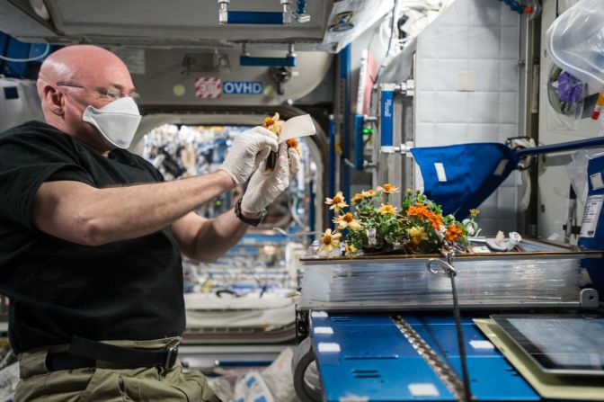 Los astronautas no solo cultivan verduras en la EEI. En la foto, Scott Kelly cosecha zinnias cultivadas en el espacio. Forma parte de un estudio que investiga el cultivo de plantas comestibles en misiones espaciales de larga duración. Crédito: NASA