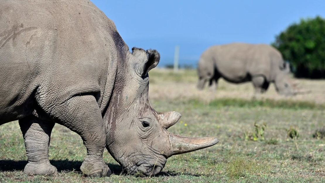 La tecnología podría evitar la extinción del rinoceronte blanco del norte. Najin (en primer plano), de 30 años, y su hija Fatu, de 19, son las dos últimas de su especie en el planeta.