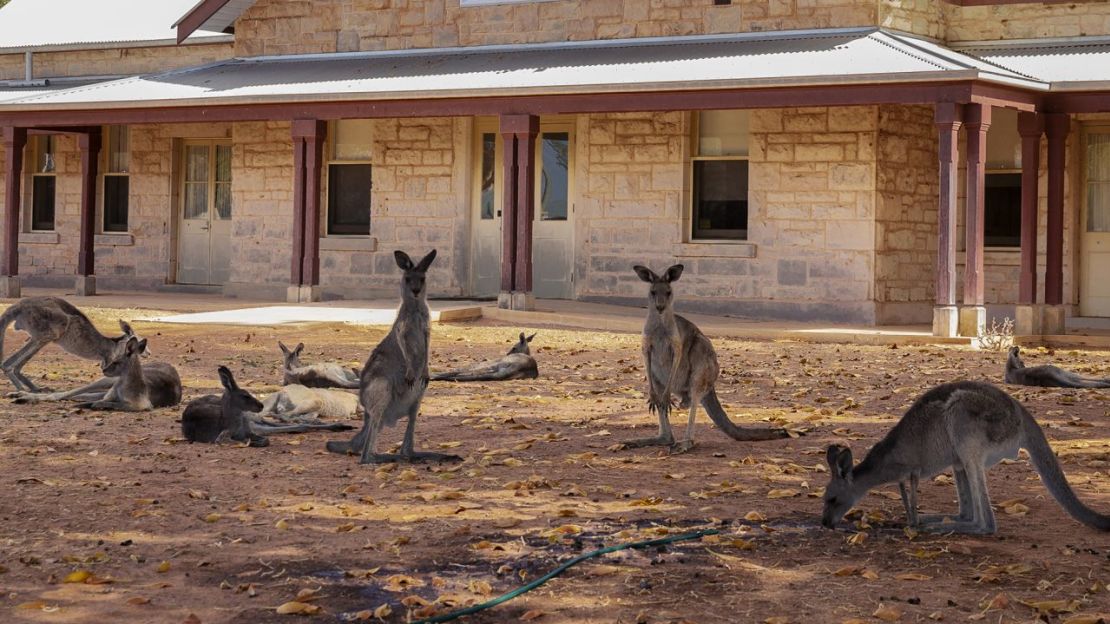 Los canguros y wallaroos pertenecen a la familia de marsupiales llamados Macropodidae, cuyos miembros se denominan macrópodos.