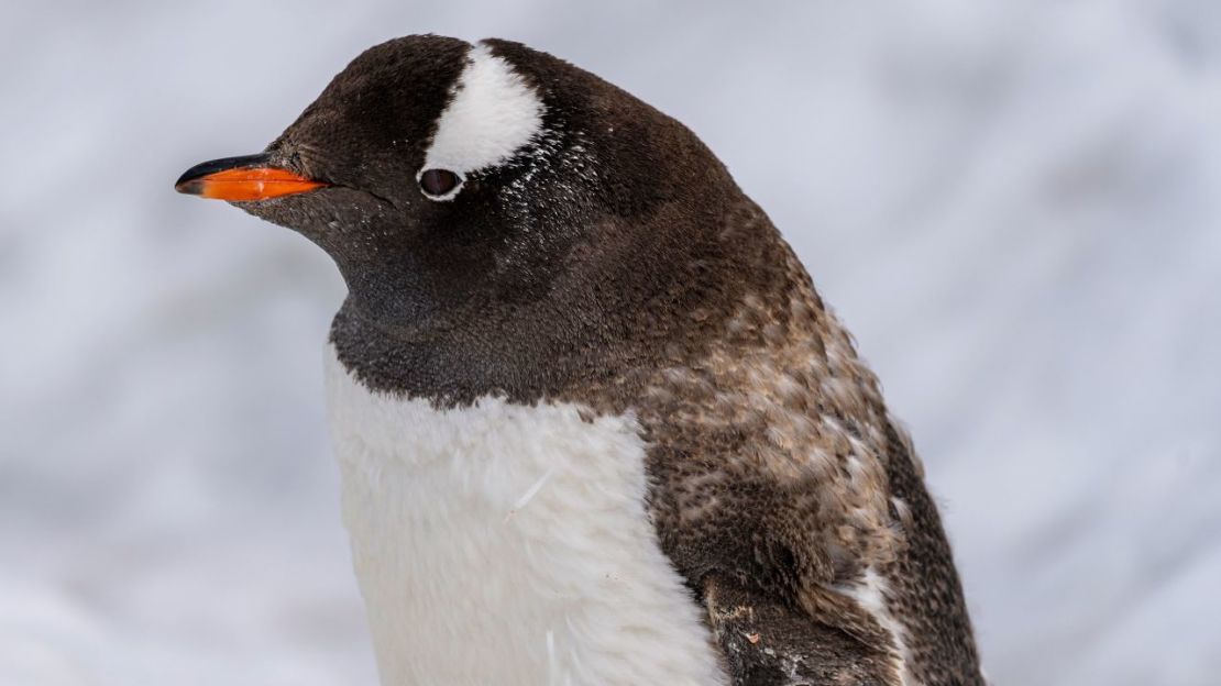Los pingüinos papúa demuestran ser más adaptables a los cambios climáticos.