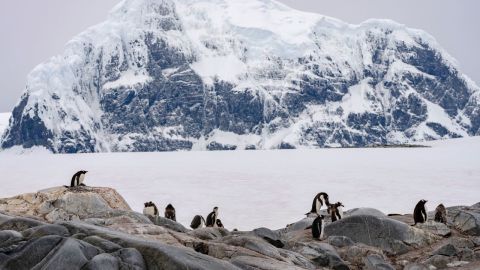A medida que cambia el paisaje de la Antártida, sus icónicos pingüinos están en peligro.