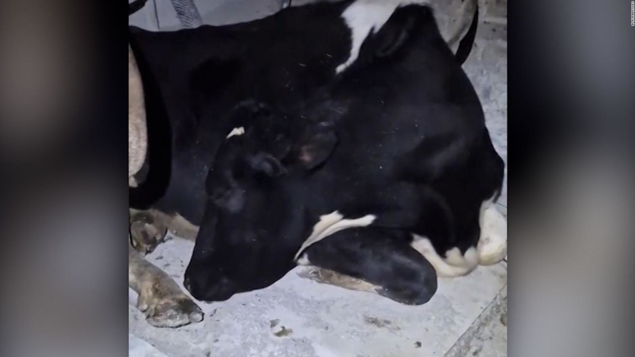 CNNE 1366203 - una vaca finge estar dormida para no despertarse temprano