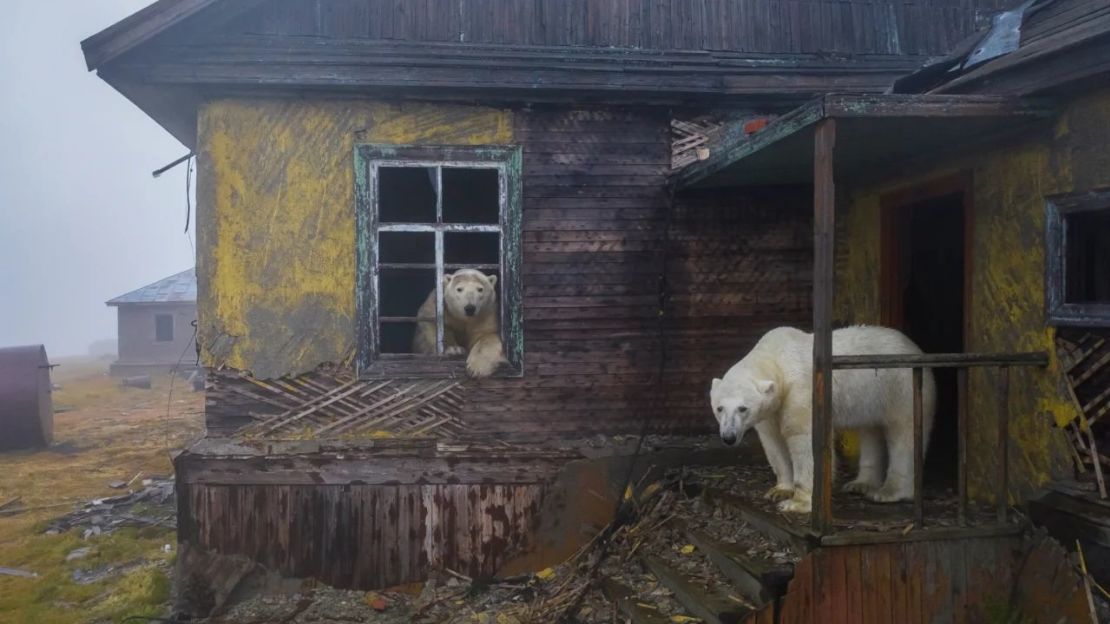 Osos polares se instalan en una estación meteorológica abandonada en Kolyuchin, Rusia. Estos majestuosos mamíferos están especialmente amenazados por el cambio climático, que está derritiendo el hielo marino del Ártico del que dependen. Crédito: Dmitry Kokh