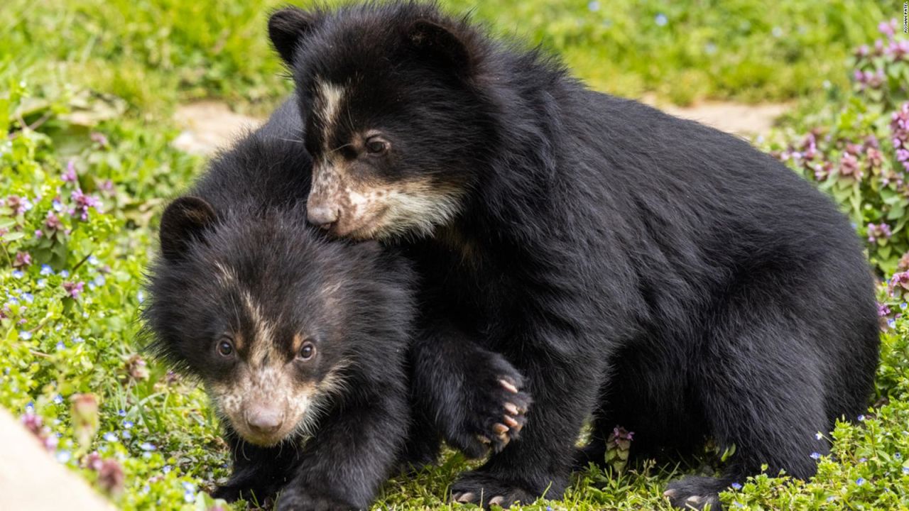 CNNE 1367867 - mira a los dos cachorros de oso andino que nacieron en el smithsonian