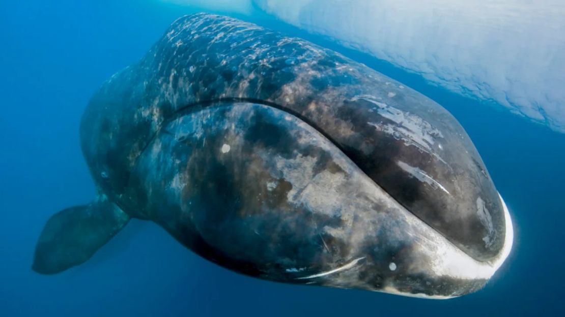 Las ballenas de Groenlandia, como esta fotografiada cerca de la isla canadiense de Baffin, pueden vivir más de 200 años. Algunas pueden haber sido testigos de primera mano de los efectos del cambio climático desde la Revolución Industrial. Cortesía de Paul Nicklen