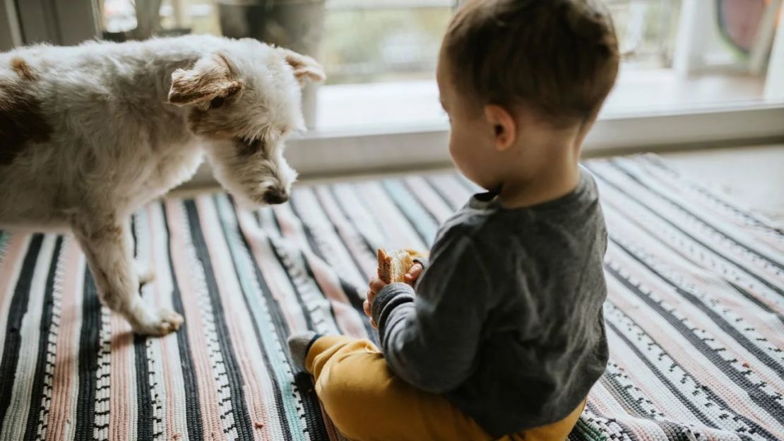 Según un nuevo estudio, los niños pequeños expuestos a gatos o perros de interior presentan un menor riesgo de alergias alimentarias en comparación con los bebés de hogares sin mascotas. Crédito: Paulo Sousa/EyeEm/Getty Images