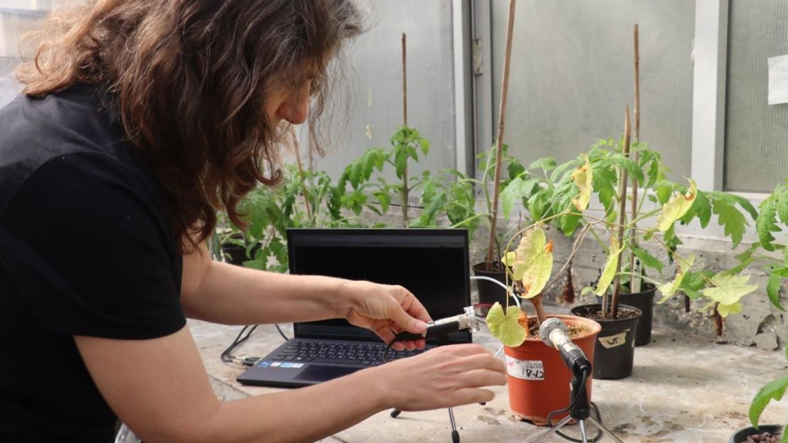 El equipo realizó los experimentos en un invernadero y colocó las plantas en cajas insonorizadas.