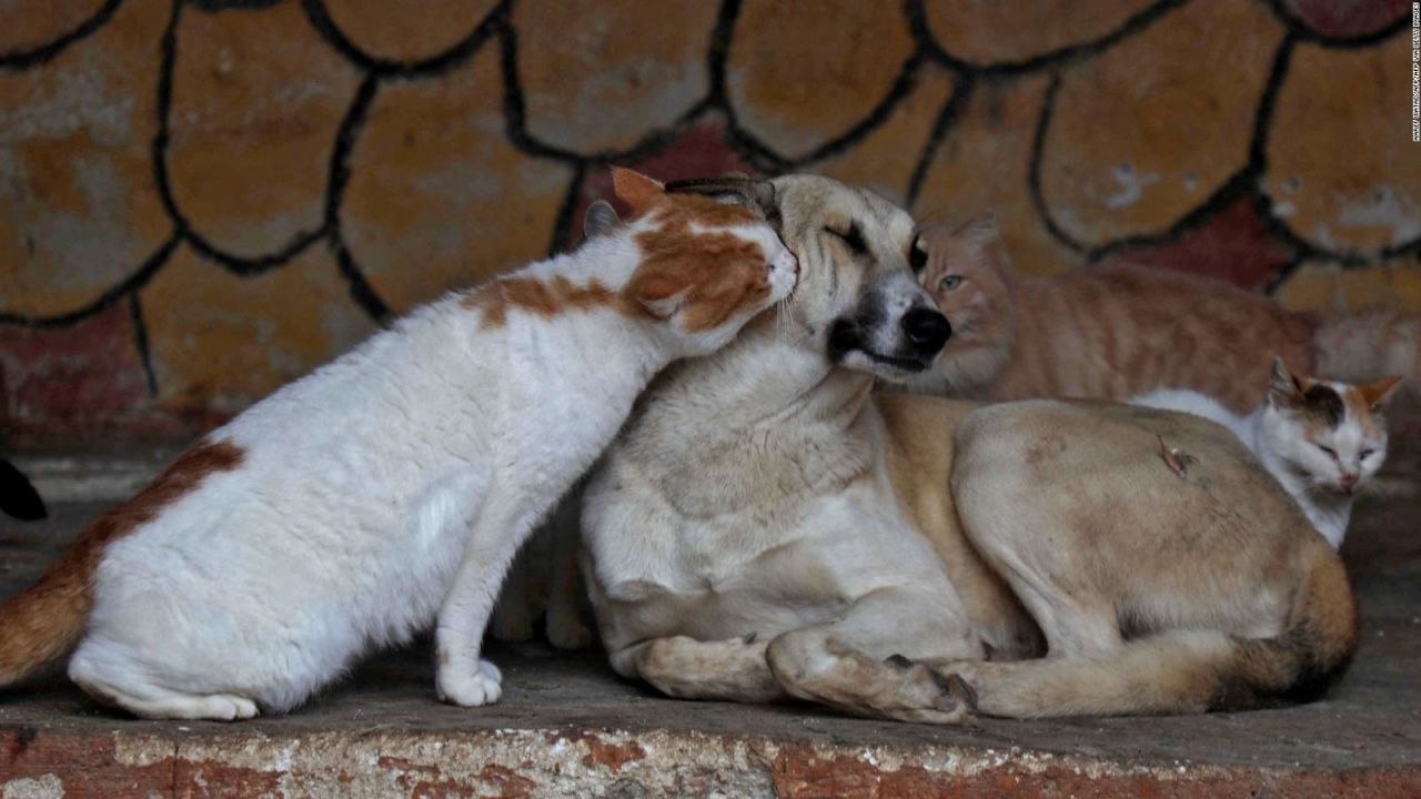 CNNE 1368583 - los perros y gatos podrian ayudar a proteger a los bebes de las alergias alimentarias, sugiere un estudio