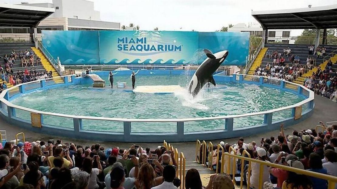 Lolita, una atracción de larga data en el Miami Seaquarium, volverá a aguas natales.