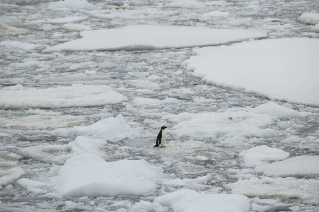 Un pingüino Adelia se encuentra sobre el hielo en el estrecho de Penola, mientras los témpanos se derriten debido al cambio climático global en la Antártida el 7 de febrero de 2022. Sebnem Coskun/Anadolu Agency/Getty Images