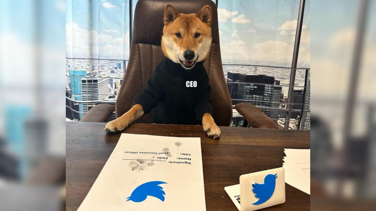 CNNE 1370715 - conoce a kabosu, el famoso perro de doge y ahora de twitter