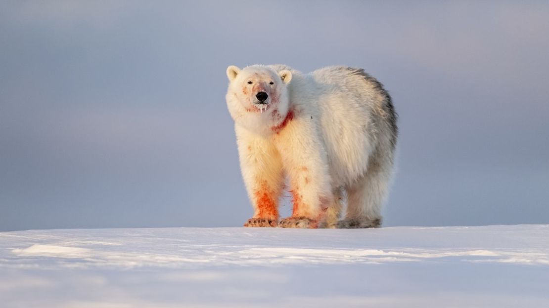 Un oso polar fotografiado tras alimentarse en Svalbard.