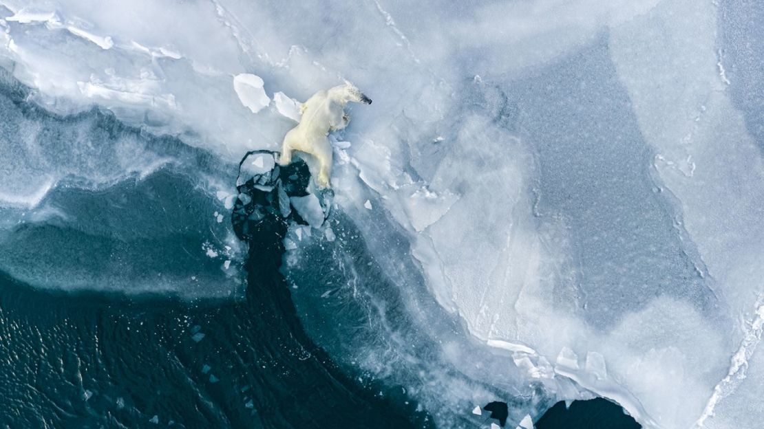 Ledoux utiliza un dron para captar una nueva perspectiva. Aquí, un joven oso polar se arrastra sobre el hielo.