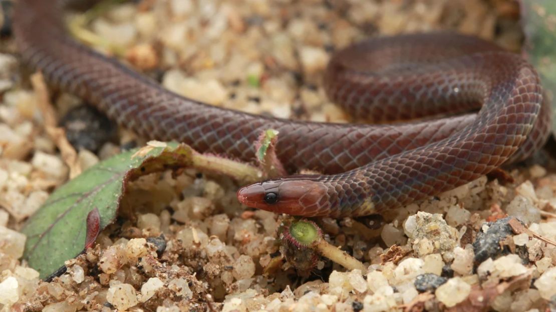 La pequeña y nocturna serpiente de caña enana fue grabada en video por investigadores "lanzando repetidamente las espirales de su cuerpo al aire y rodando por pendientes".