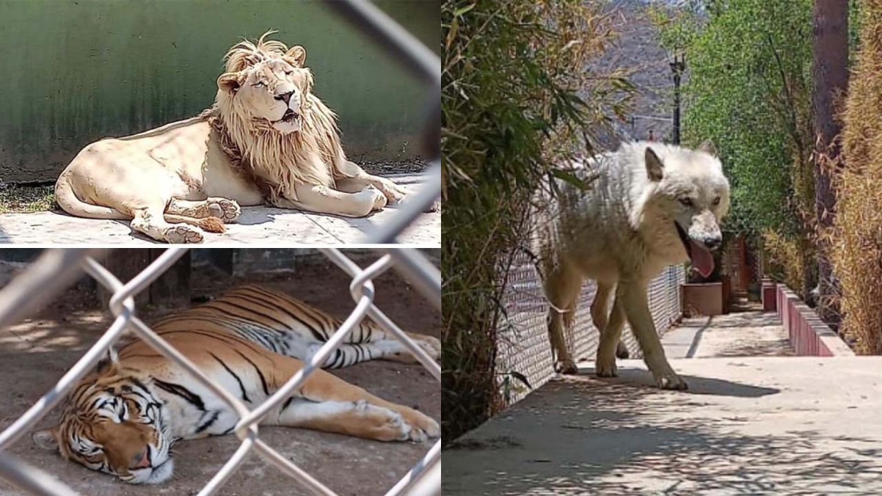 CNNE 1372631 - hallan 25 animales exoticos en una redada policial en mexico