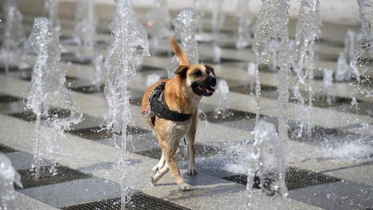 CNNE 1372899 - asi puedes evitar un golpe de calor en tus mascotas