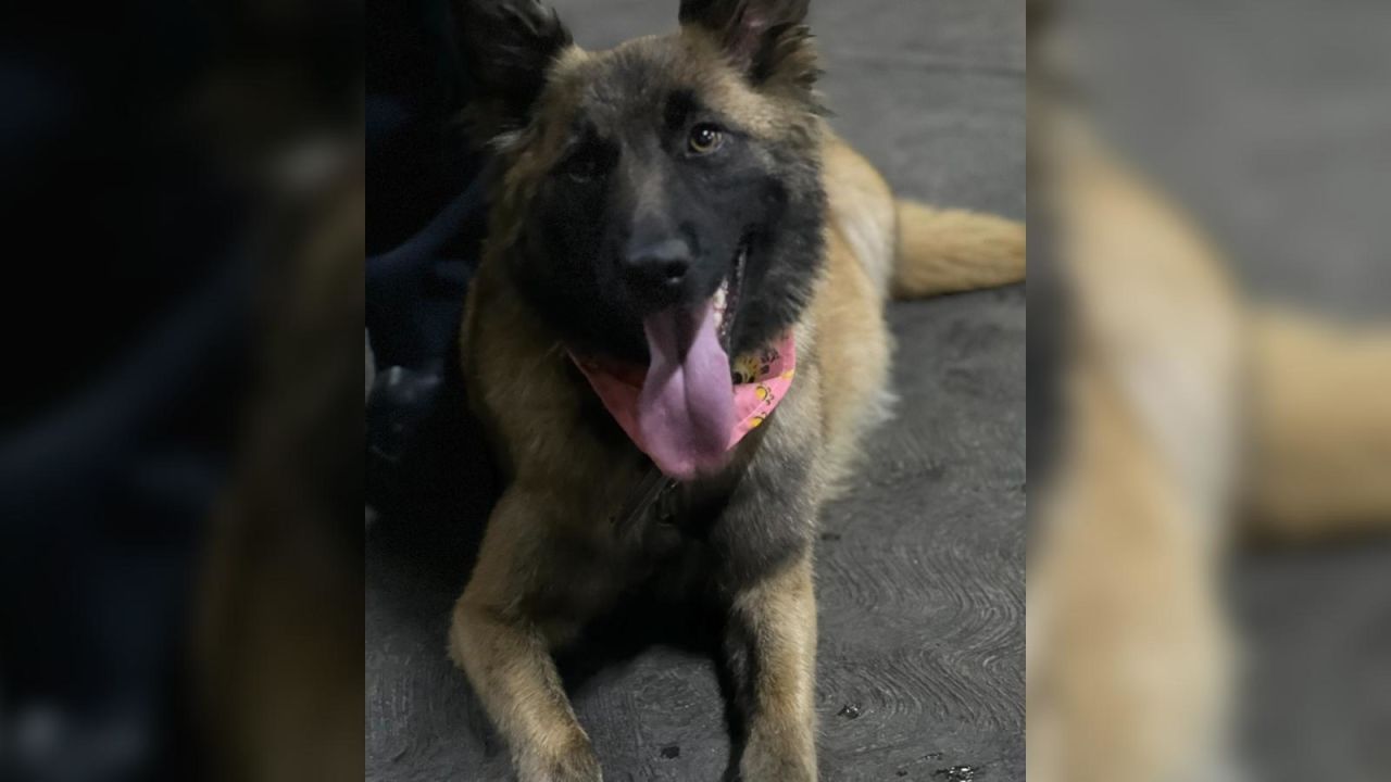 CNNE 1372939 - conoce a horda, la perrita bombera de la ciudad de mexico