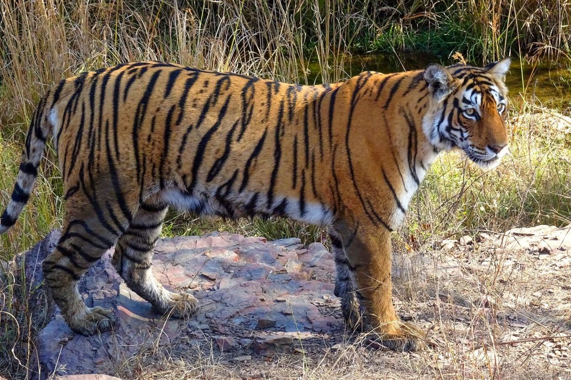 Un tigre en el Parque Nacional Ranthambore en Rajasthan, India, el 28 de diciembre de 2020.